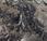 Hallan Chile medio centenar dinosaurios sepultados rocas glaciar