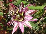 Flor Pasión
