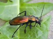 Carabus (Chrysocarabus) splendens (Olivier, 1790)