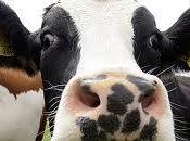 ¿Por soñar vacas?,¿Qué significa vacas?. Descubre significado sobre sueños vacas
