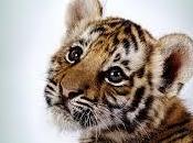 debes saber soñar tigres según contexto sueño