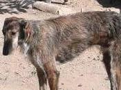 Ayuda urgente!! galgo robado...(murcia)