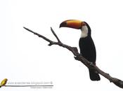 Tucán grande Toco Toucan) Ramphastos toco