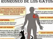 poder sanador gatos #Infografía #Salud #Mascotas