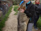 entre lobos