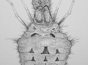 Breve historia natural hormigas león (Neuroptera: Myrmeleontidae)