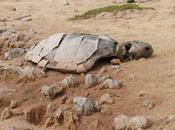 Aguas negras matan tortugas Luis Potosí