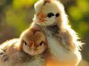 Significado soñar pollos pollitos según situación actual vida. ¿Vulnerabilidad, instinto protector maternal?