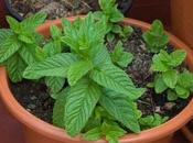 Beneficios cultivar Menta
