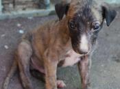 Tecno, cachorrito galgo adopción.