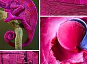 Colores