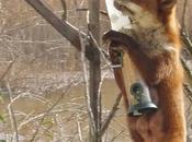 Otros visitantes comederos aves