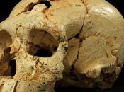 Cráneos Atapuerca rasgos neandertales primitivos iluminan evolución humana