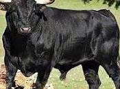 Chúcaro