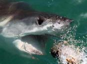 Gran tiburón blanco roba bolsa cebo científicos (Vídeo)