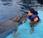 Kardashian nada delfines