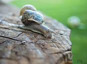 Macro día, caracol