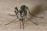 Soluciones ecológicas contra mosquitos