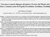 Nuevo coleóptero carábido hipogeo España