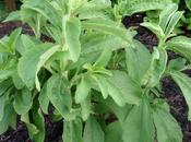 Cómo cultivar Stevia