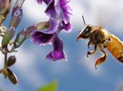 abejas padres