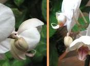 orquídea para disfrutar