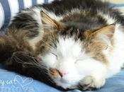 Gato