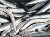 Recetas pescado azul