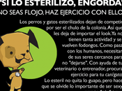 Continuará esterilización gratuita mascotas durante 2014