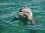 nadar delfines