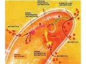 Resistencia Bacteriana Venezuela