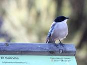 Rabilargo-cyanopica cyanus( cooki)-azure winged magpie