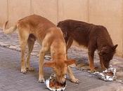 ACOGIDA URGENTE!! calle, deteriorados peligro perrera (MURCIA)