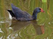 Calamón común-porphyrio porphyrio -purple swanmp