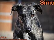 Simon, gran galgo, corazón.