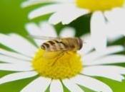 vida colectivo: abejas
