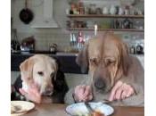 VIDEO: perros cenando restaurante