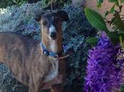 Vera, preciosa galga adopción. (madrid)