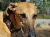 Catalina, preciosa galga adopción.