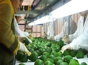 paso exportar palta hass china…