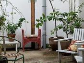 Deco patios plantas