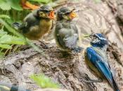 Como atraer aves jardín