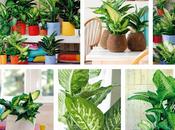 Dieffenbachia