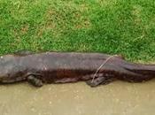 Video: salamandra gigante japón