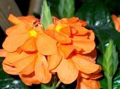 Crossandra Montse