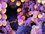 Elige bien comensal... staphylococcus