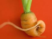 ¿Qué pasa zanahorias? Problemas raíces