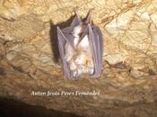 Rhinolophus hipposideros (Bechstein, 1800)