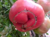 Nuevo récord peso tomate recogido huerto
