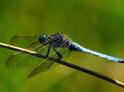 Libélulas prado